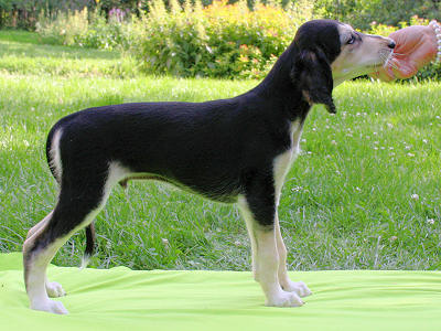 Tazillah Elegio Bluenile